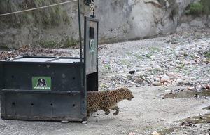 Injured leopard from Meerut back in the wild after treatment in Agra