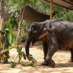 No More Painful Walks: After Years of Suffering, Maniki Comes to Vantara for Healing