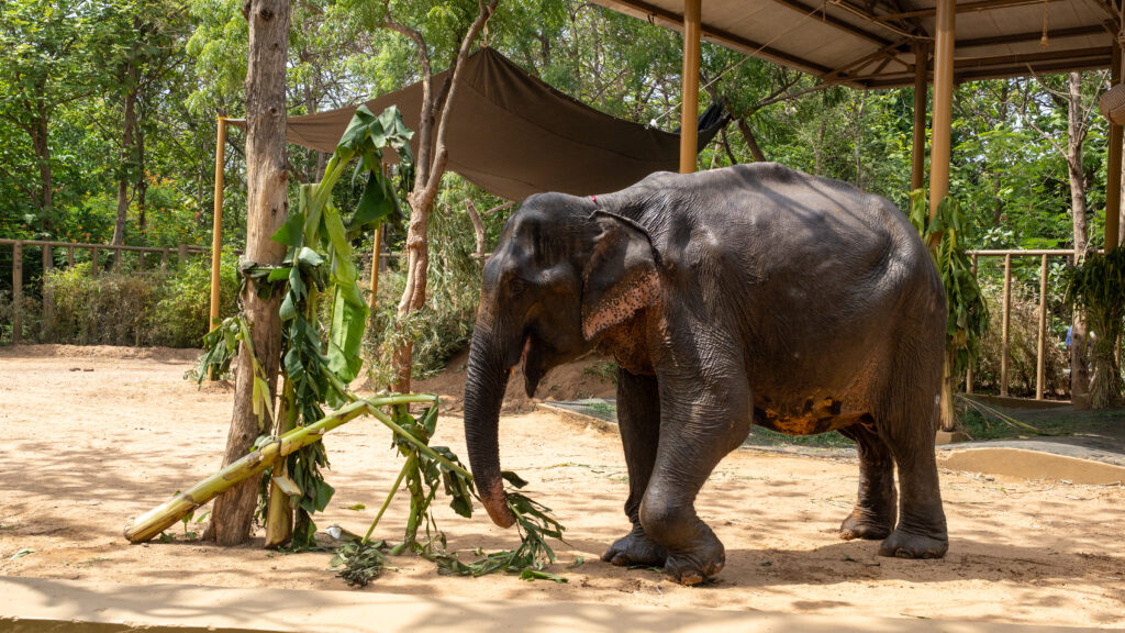No More Painful Walks: After Years of Suffering, Maniki Comes to Vantara for Healing